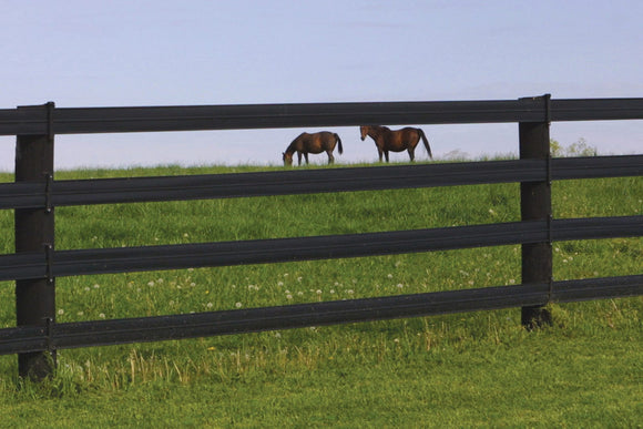 Horse Fencing Is Essential Both For The Welfare Of The Horse And For Practical Management Purposes