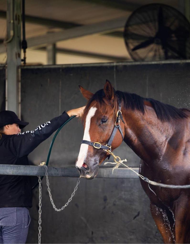 Elite Equine Horse Job Recruitment