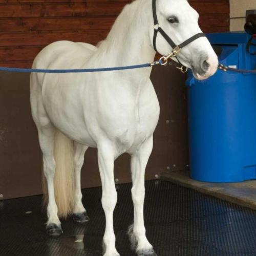 Elite Equine MG EVO Rubber Matting Horse Wash Bay