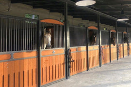 The Significance Of A Tidy Environment For Horses